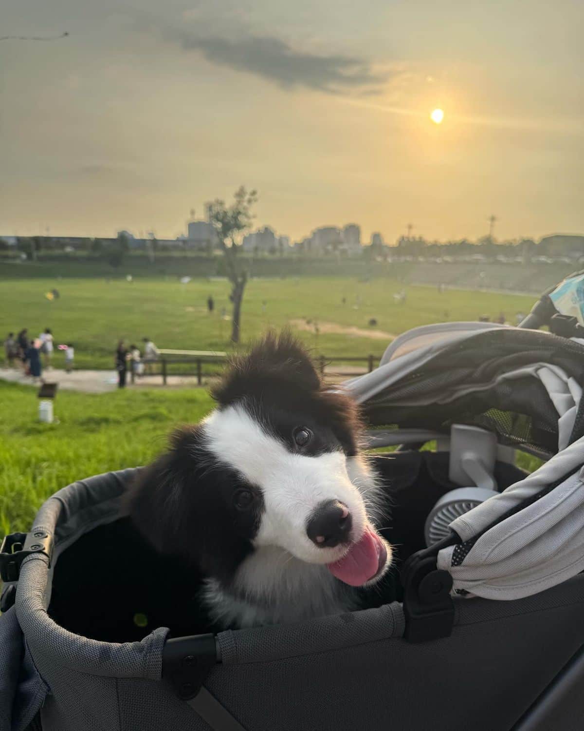 Nuts 坐在推車裡吐舌，背後是日落的草地公園