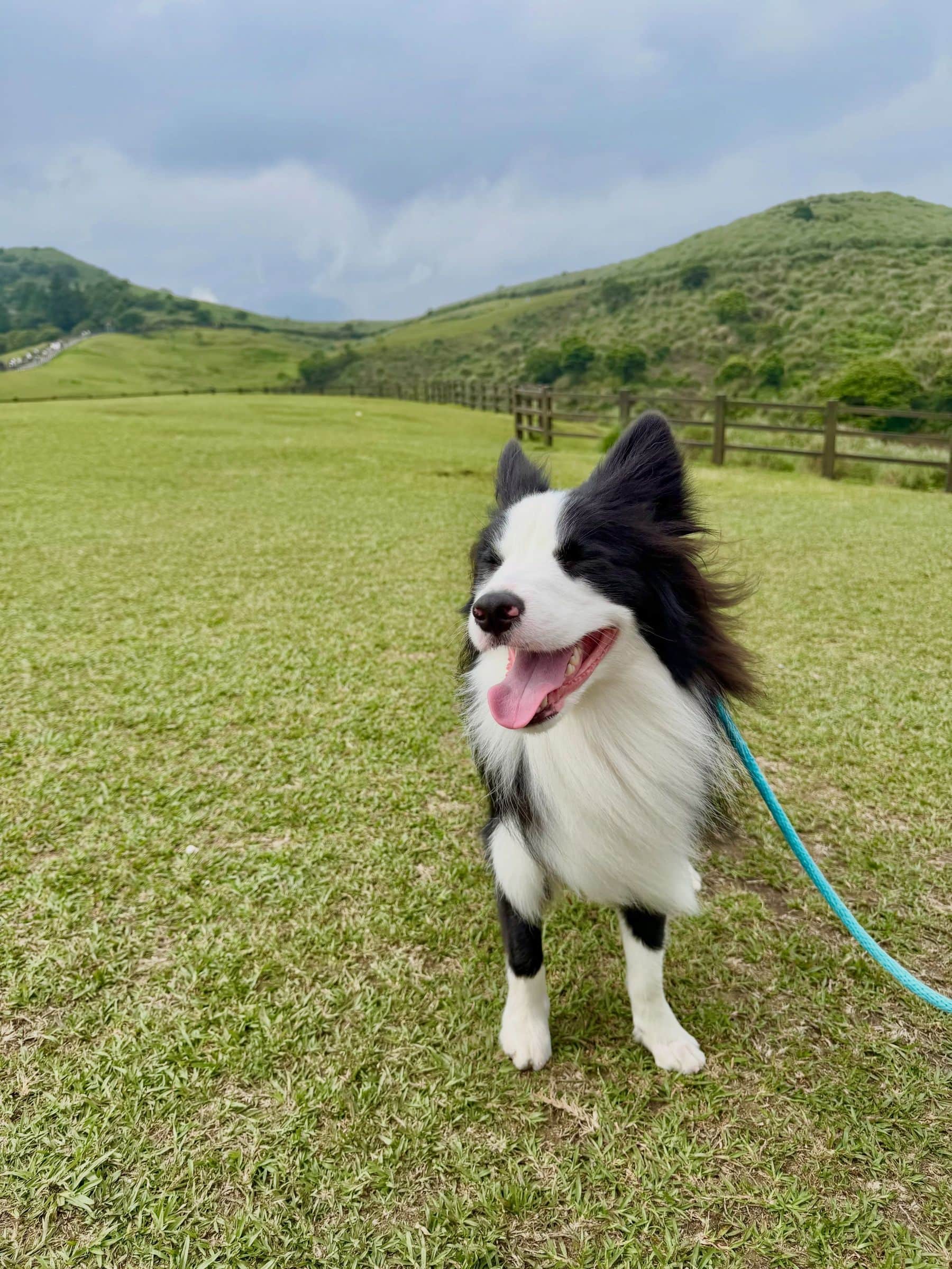 Nuts 站在草地上吐舌，身後是綠色山丘